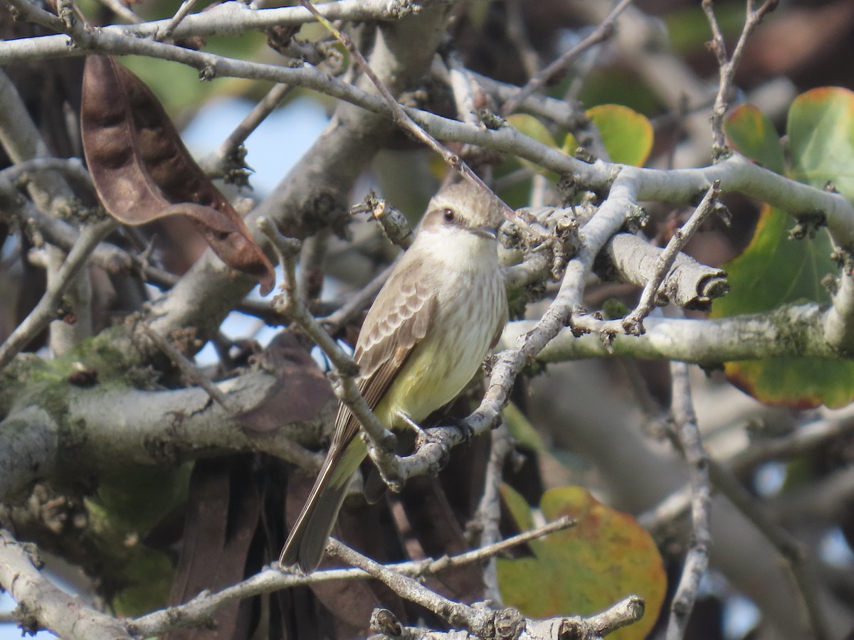 rubintyrann - ML646956561