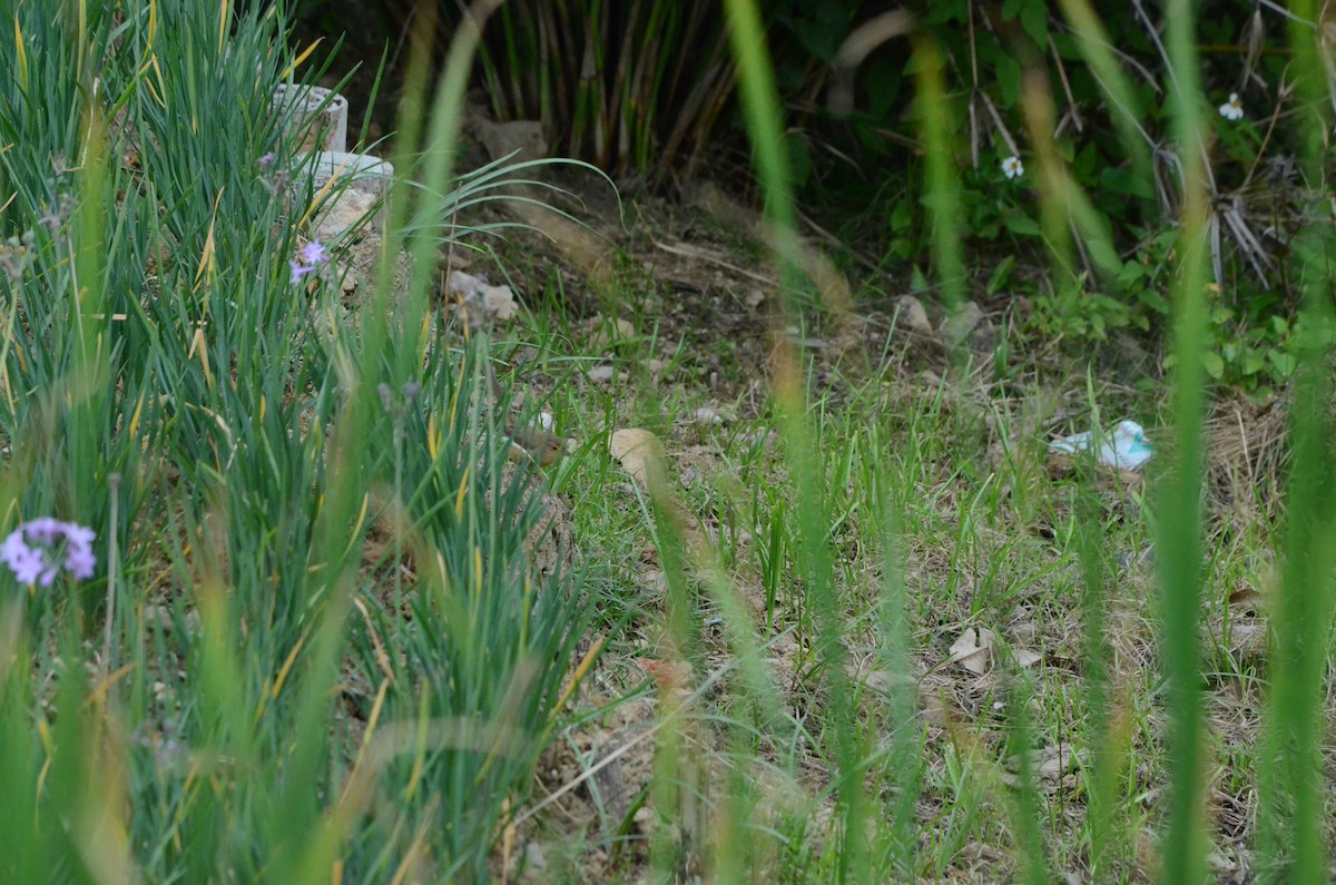 Plain Prinia - ML646956568