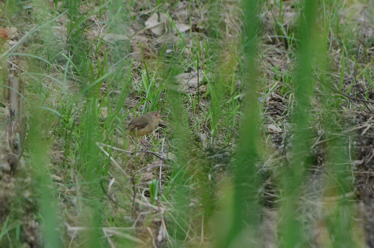 Plain Prinia - ML646956569