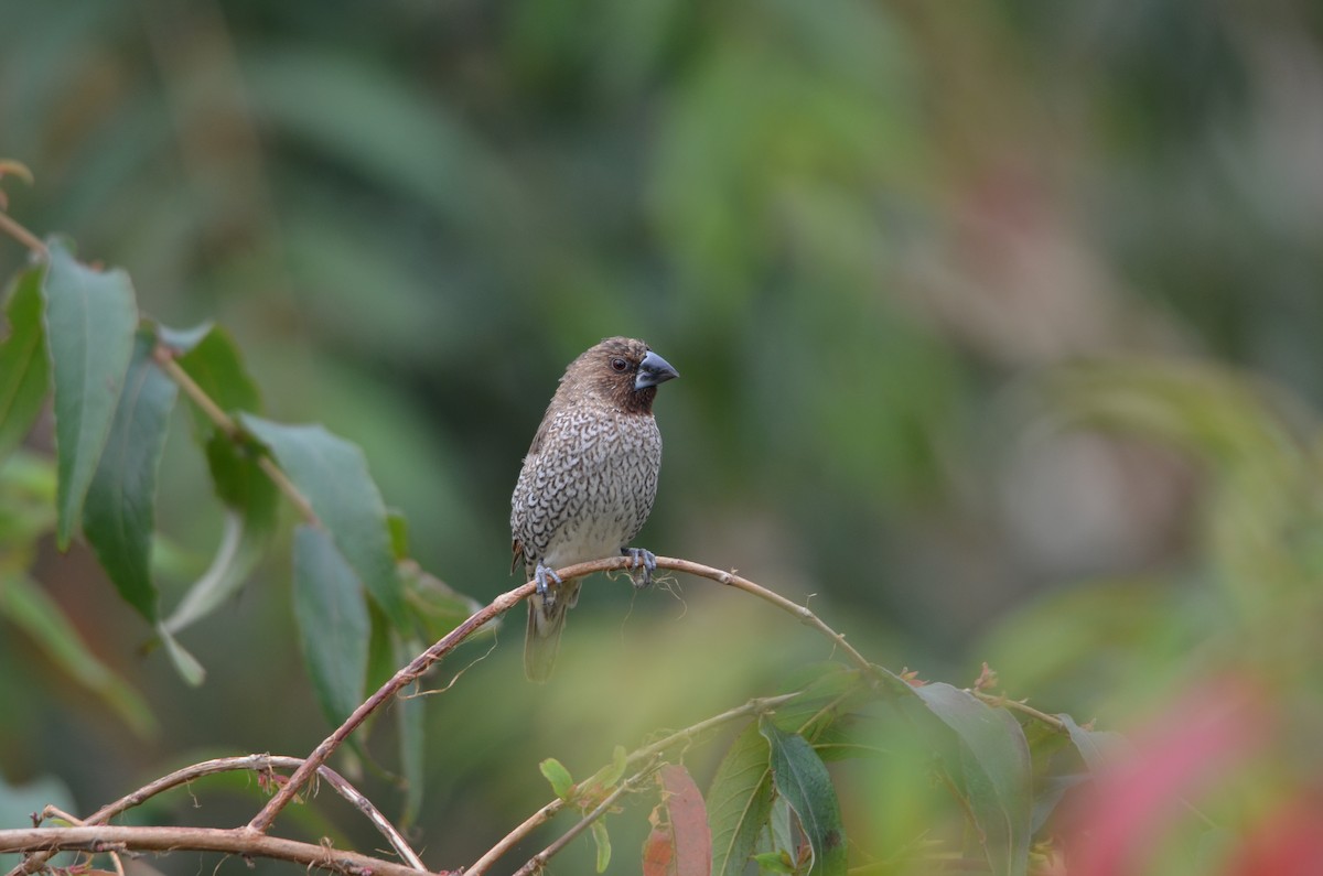Scaly-breasted Munia - ML646956574