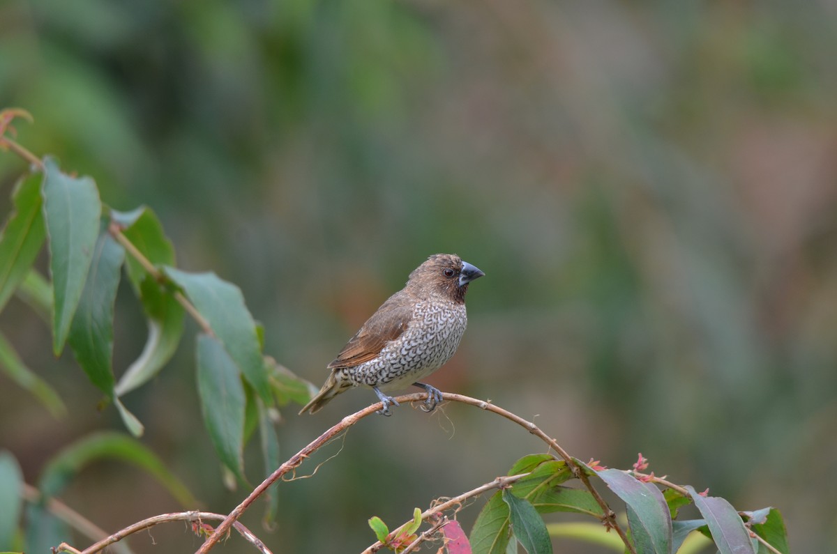 Scaly-breasted Munia - ML646956575