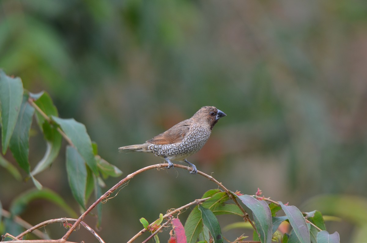 Scaly-breasted Munia - ML646956576