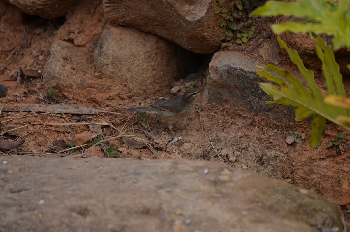 Dusky Warbler - ML646956577