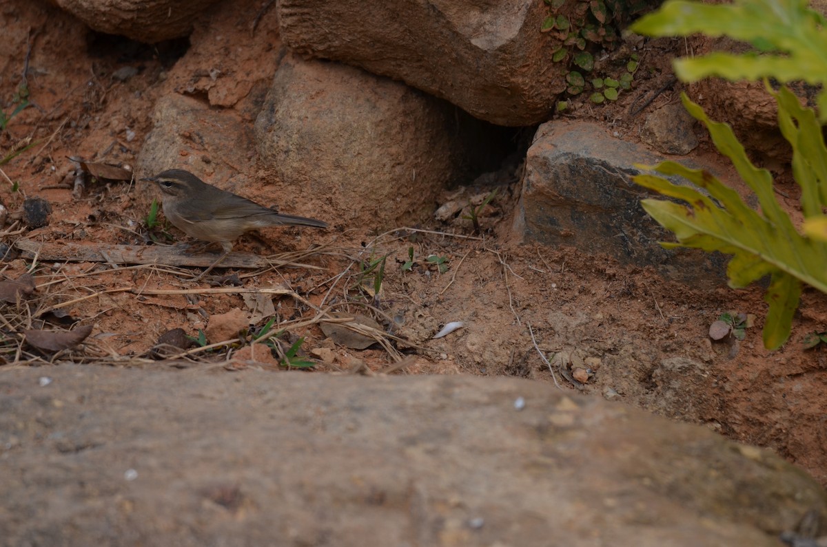 Dusky Warbler - ML646956578