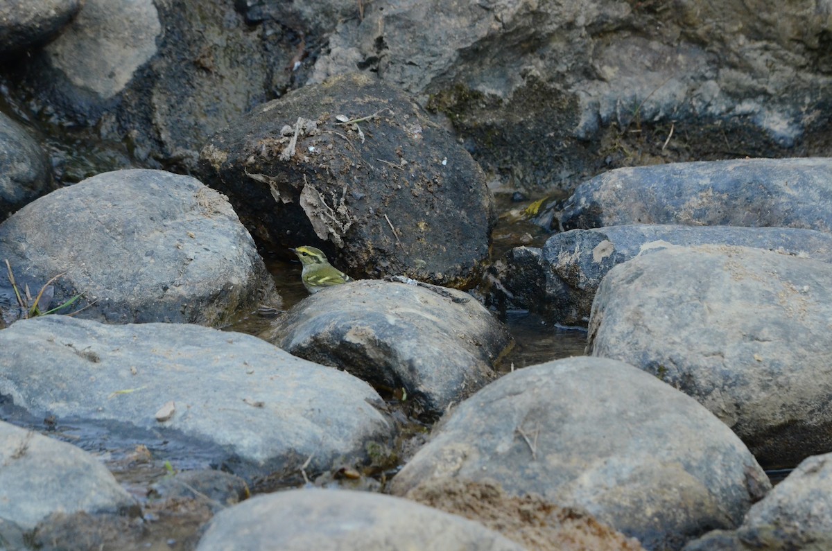 Çalıkuşu Çıvgını - ML646956579