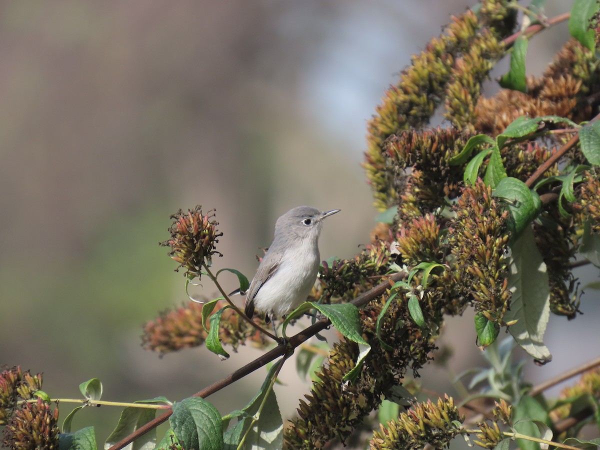 Perlita Grisilla - ML646956580