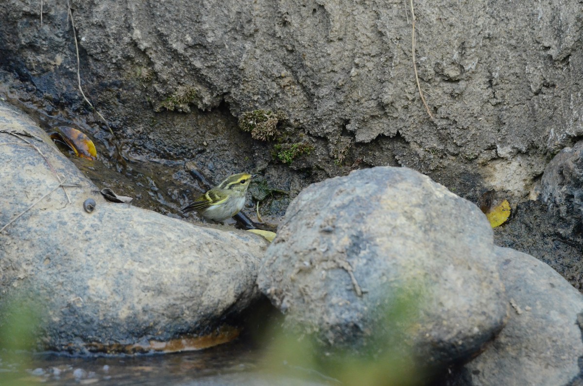 Pallas's Leaf Warbler - ML646956581