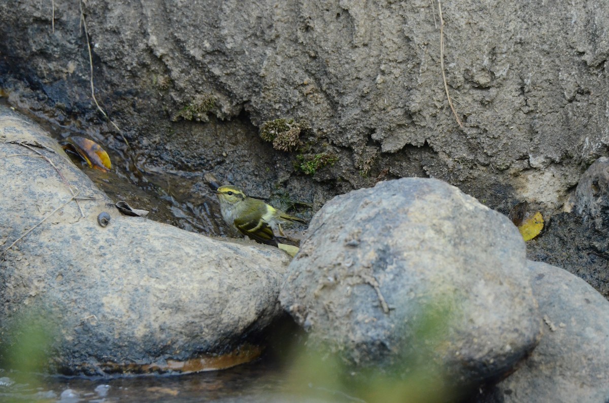 Çalıkuşu Çıvgını - ML646956585