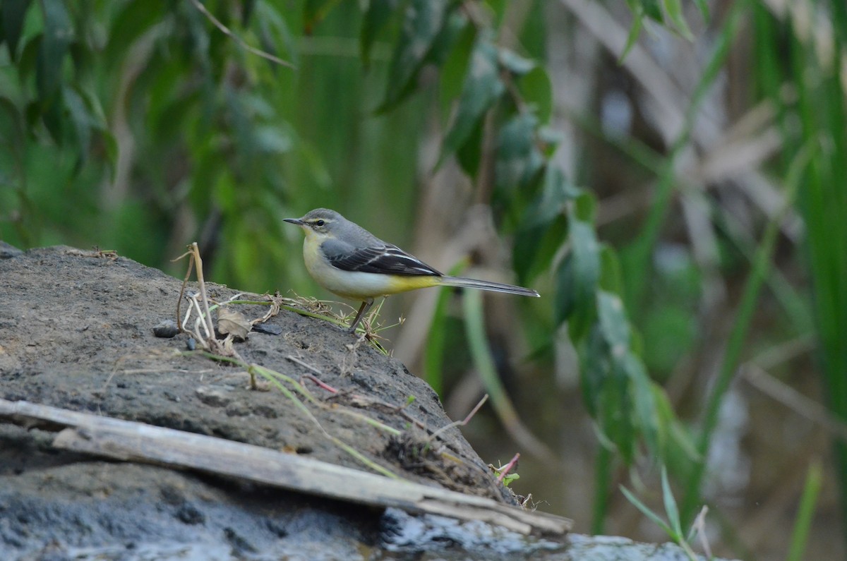 Dağ Kuyruksallayanı - ML646956586