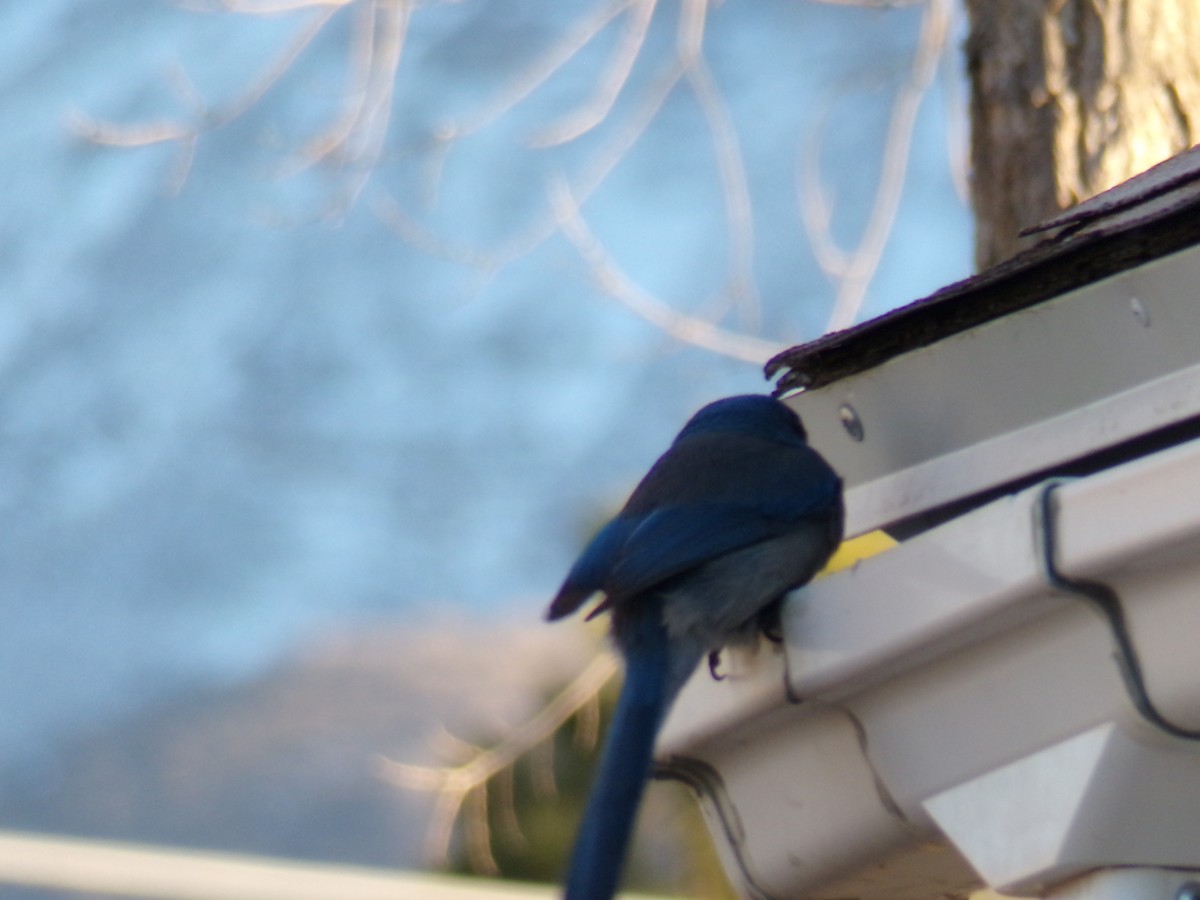 Dağ Mavi Ardıcı - ML646956587