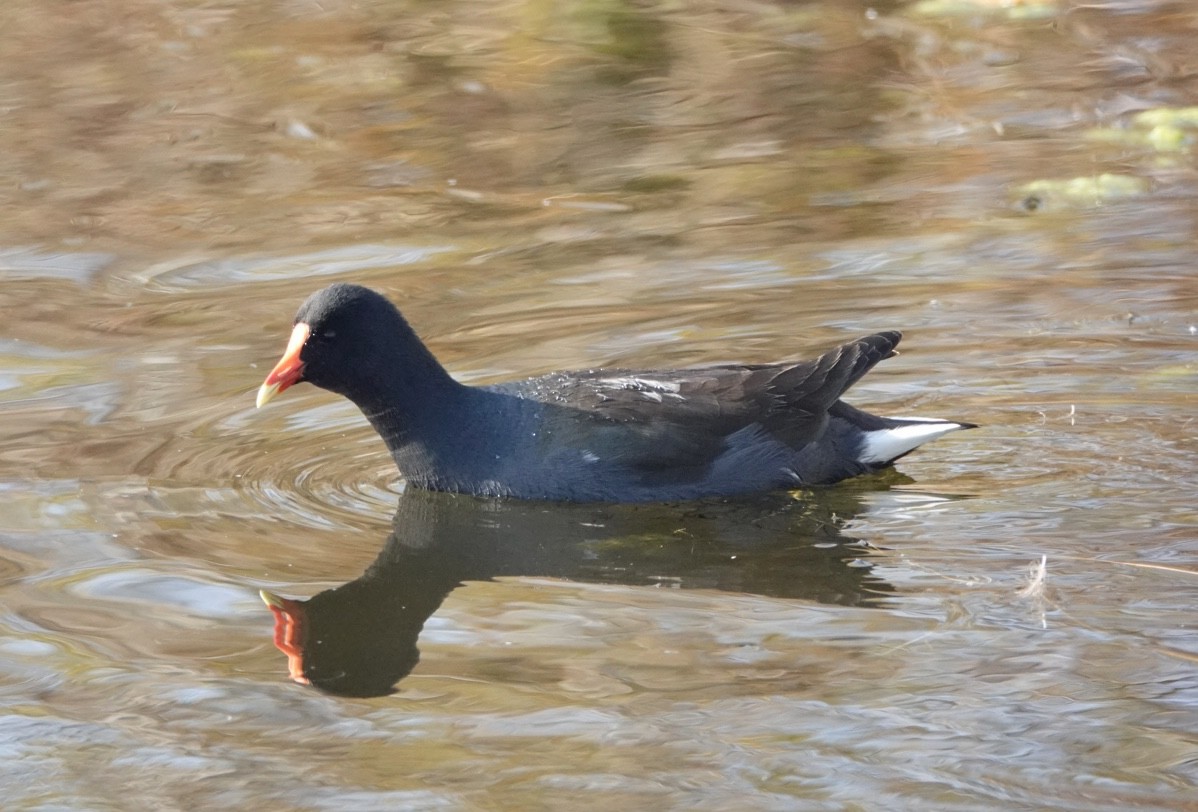 slípka americká - ML646956588