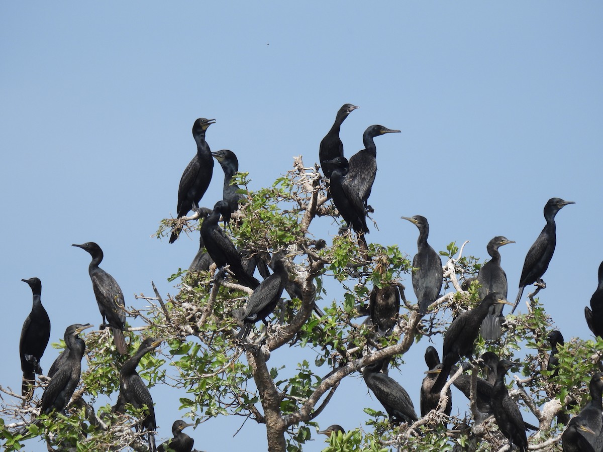 Hint Karabatağı - ML646956589