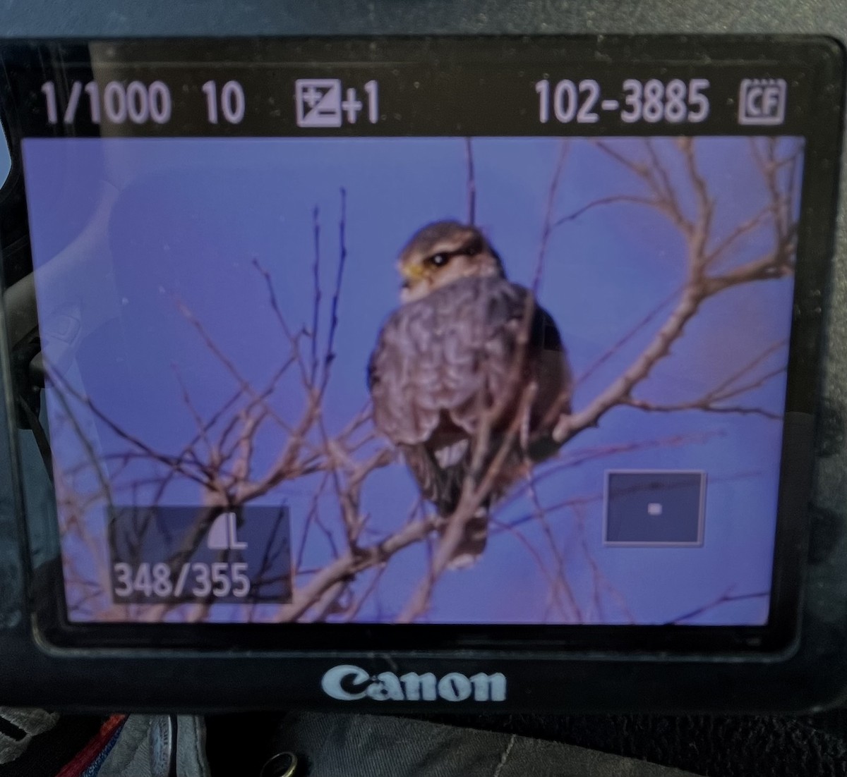 Boz Doğan - ML646956591