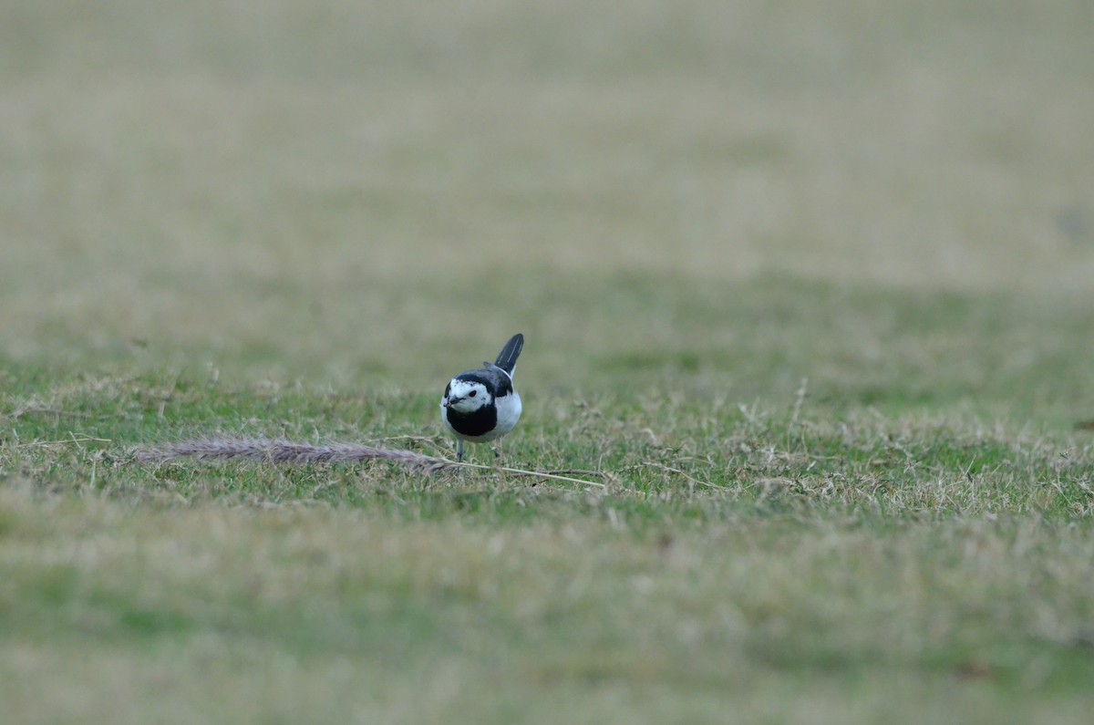 Ak Kuyruksallayan - ML646956593