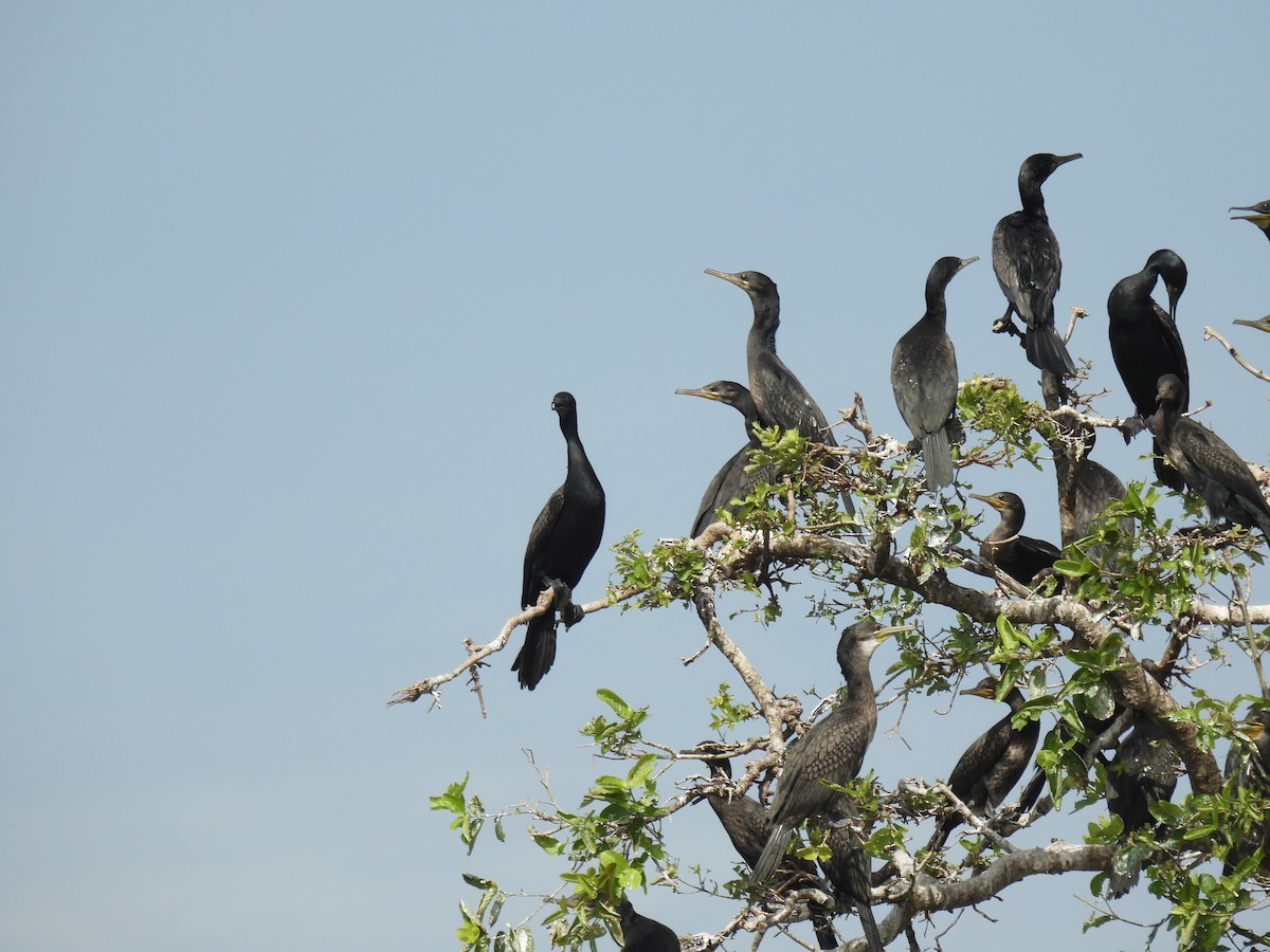 Hint Karabatağı - ML646956595