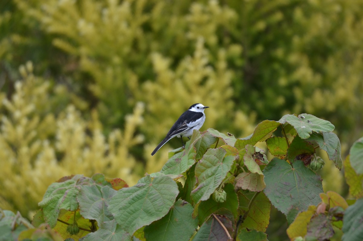 Ak Kuyruksallayan - ML646956597