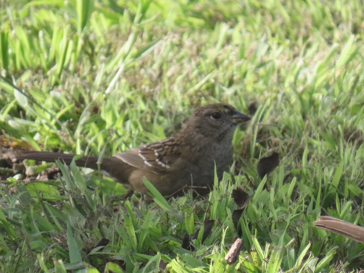 gulkronespurv - ML646956598