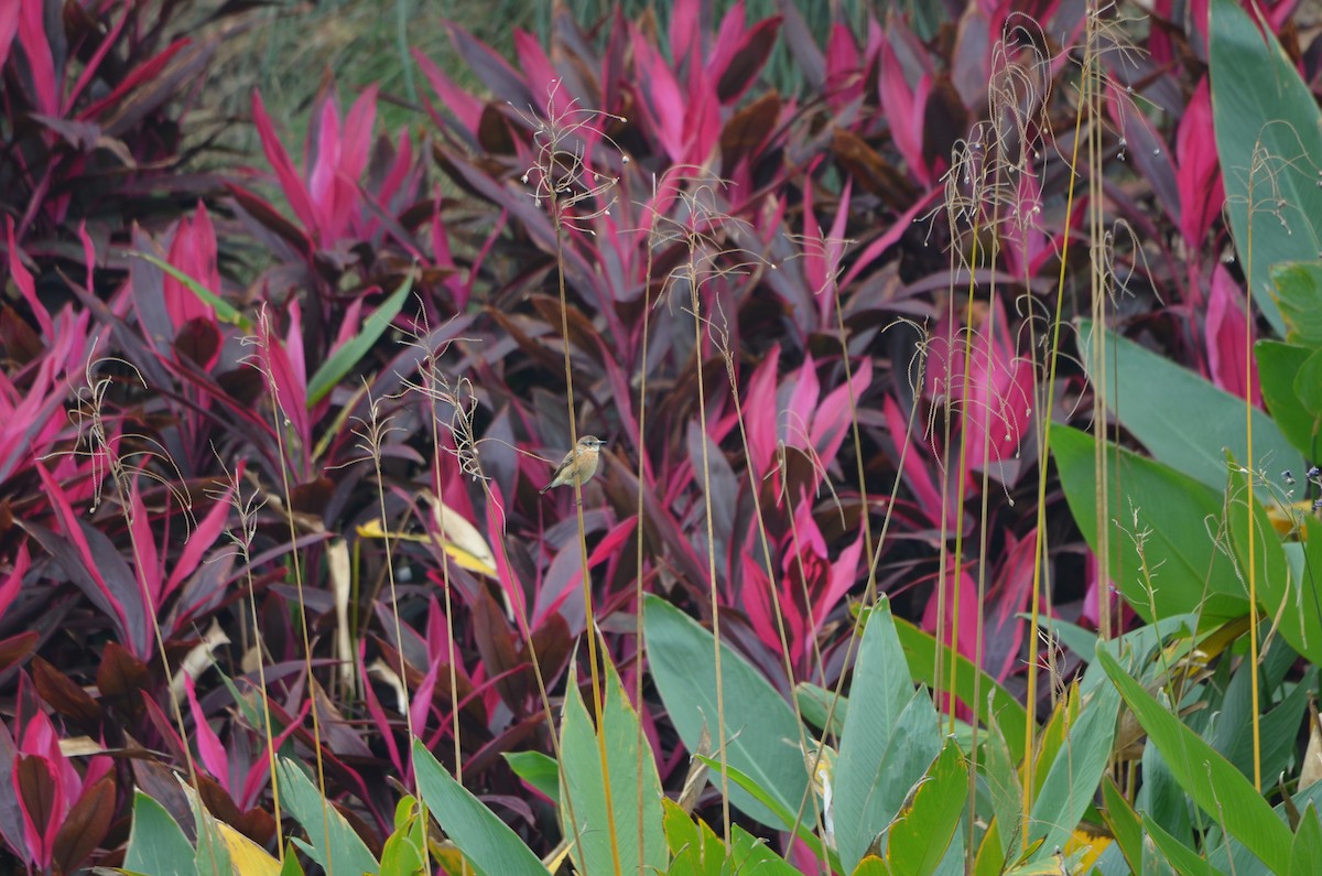 Amur Taşkuşu - ML646956601