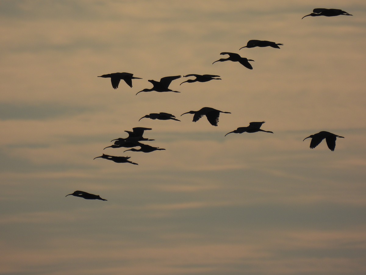 Çeltikçi - ML646956604