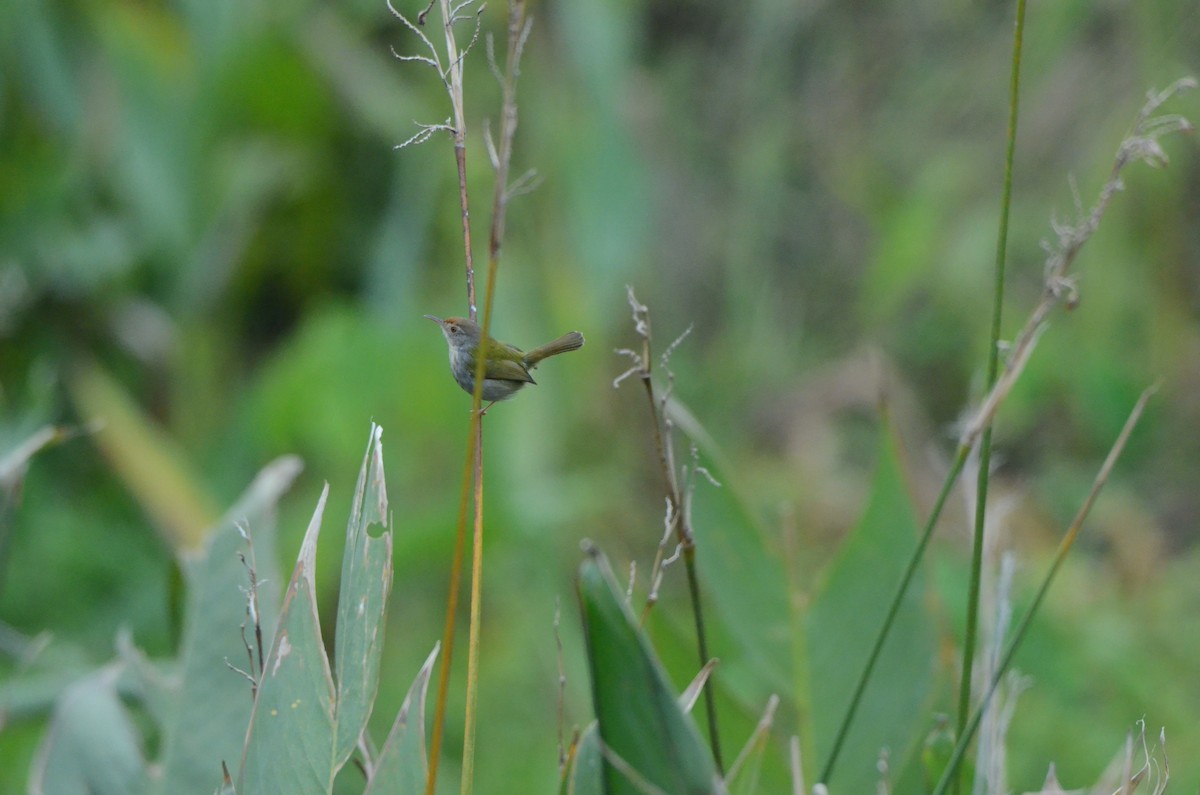 Terzikuşu - ML646956605