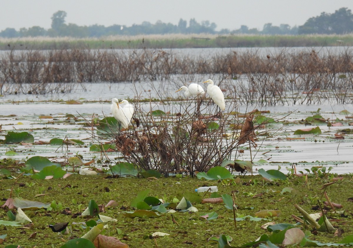 Asya Ortanca Balıkçılı - ML646956606