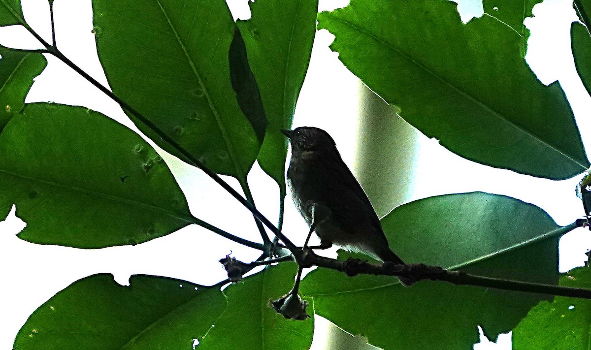 Çizgili Dikengaga - ML646956607