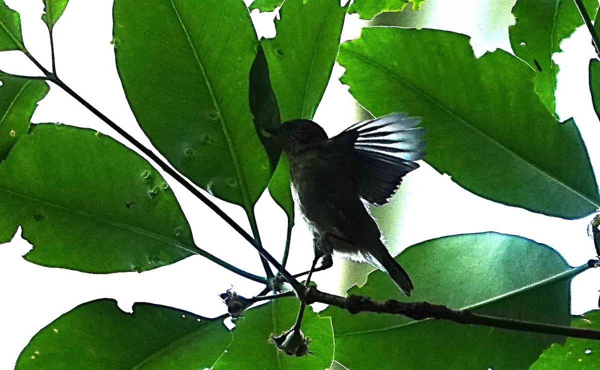 Çizgili Dikengaga - ML646956608