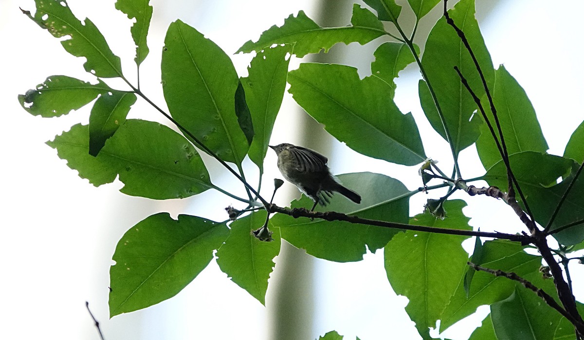 Striated Thornbill - ML646956609