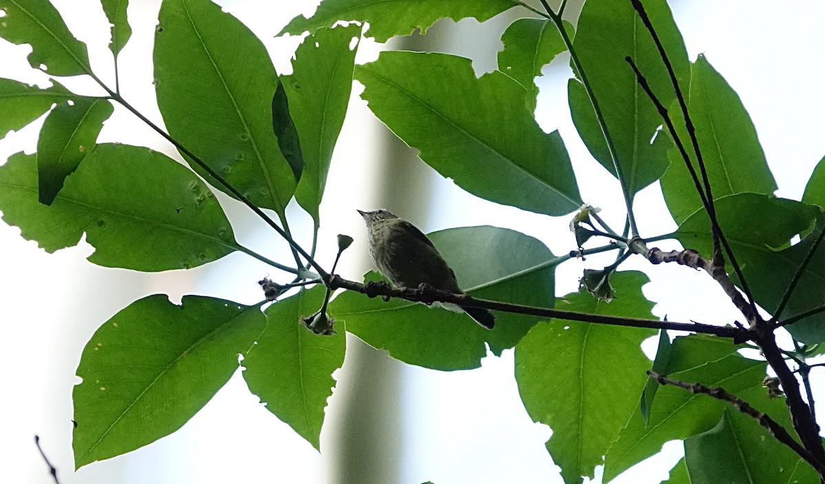 Çizgili Dikengaga - ML646956610