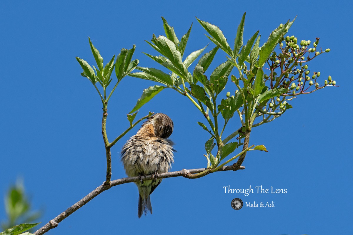 Pitxartxar burubeltza - ML646956611