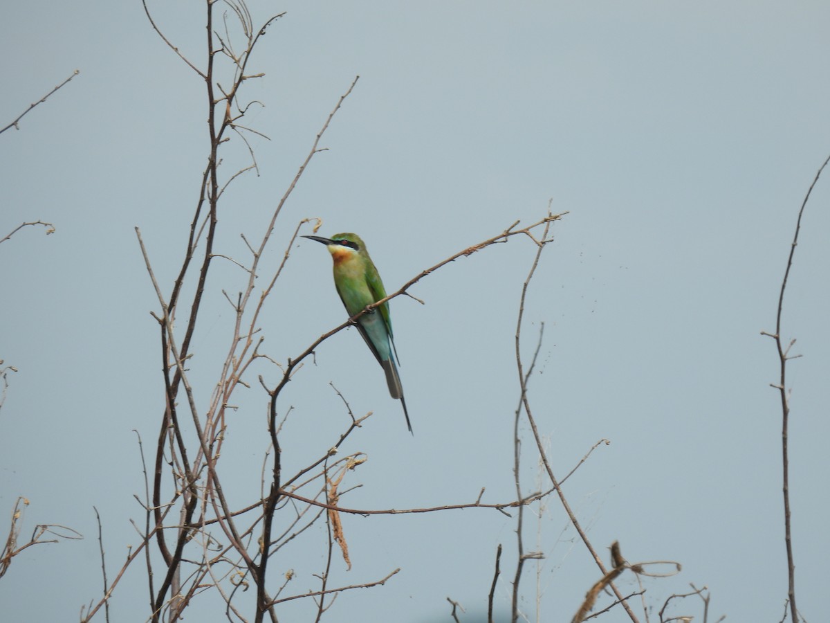 Blue-tailed Bee-eater - ML646956613