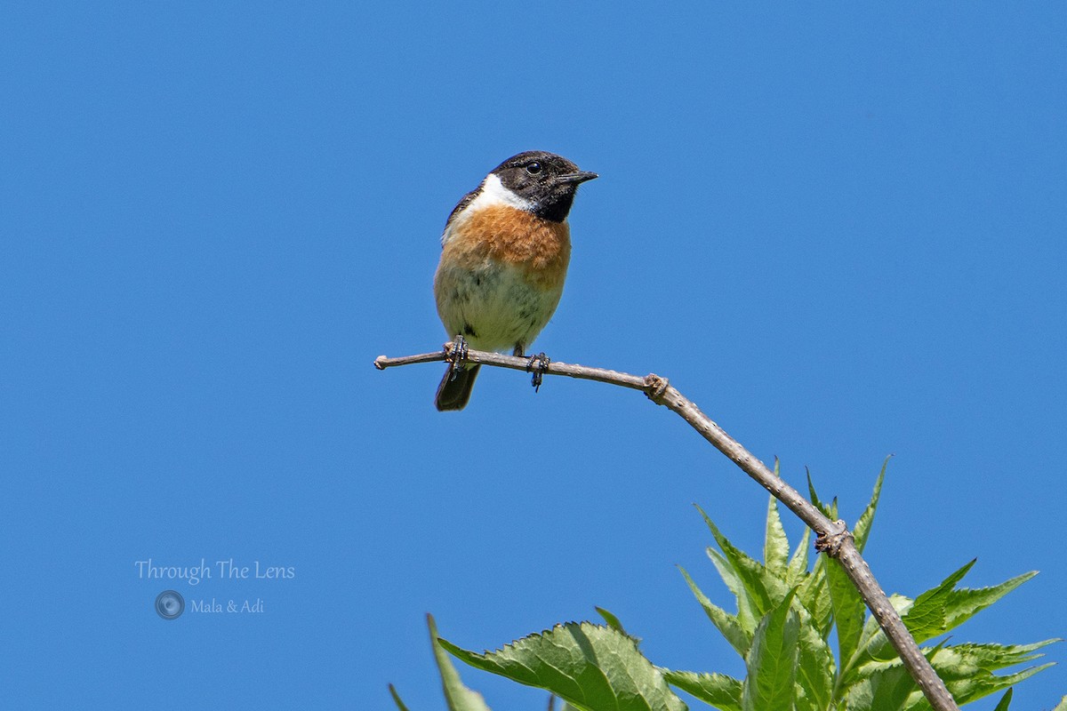 Pitxartxar burubeltza - ML646956614