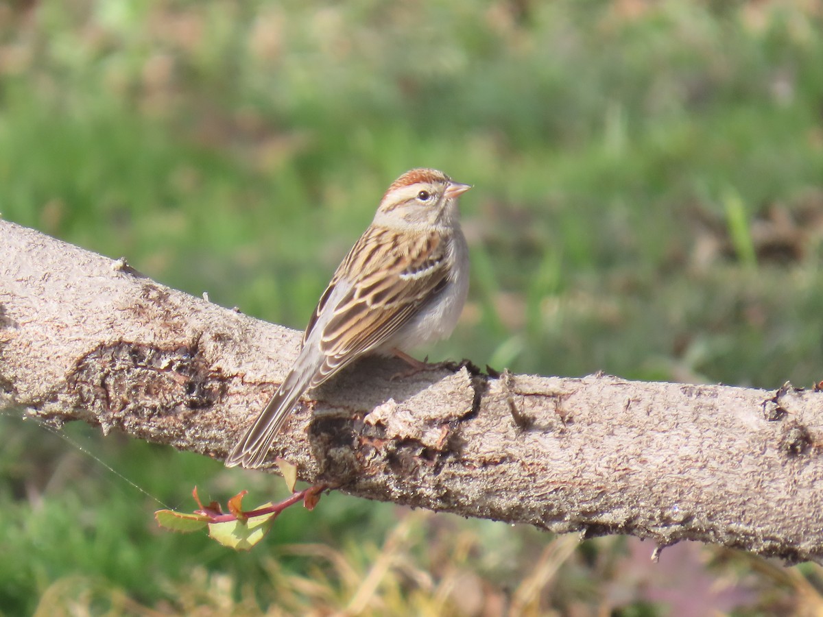 brunissespurv - ML646956615