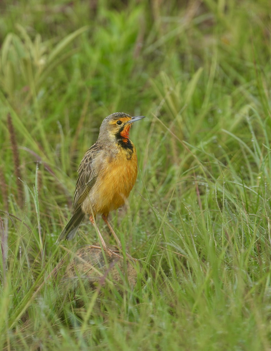 Orange-throated Longclaw - ML646956616