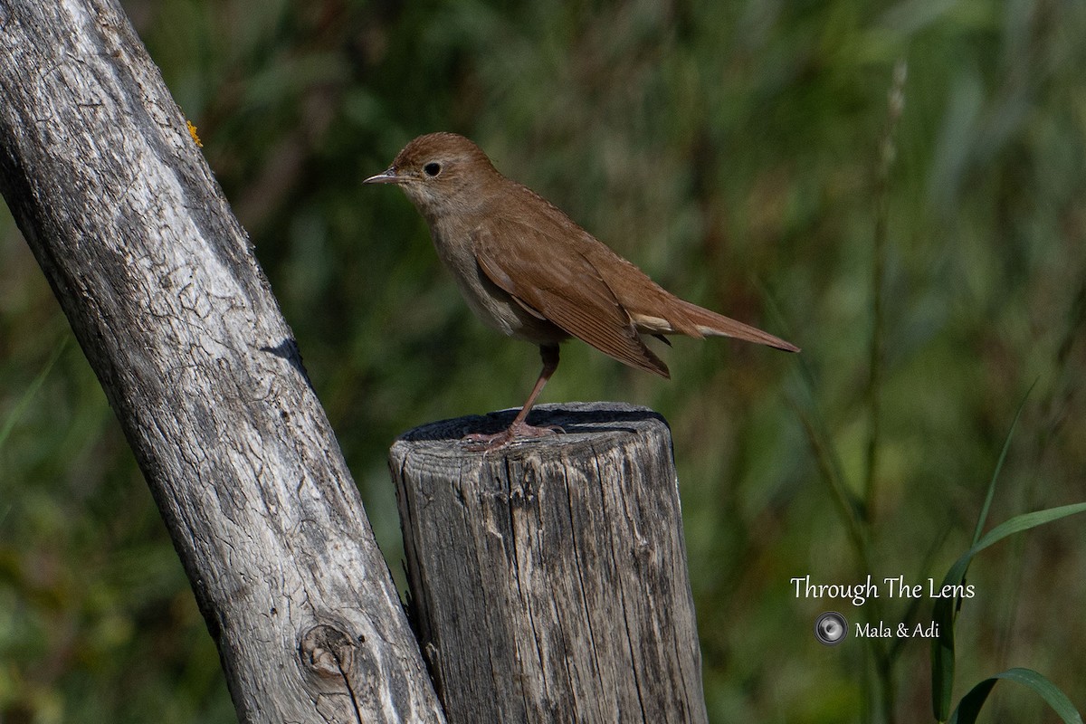 Urretxindor arrunta - ML646956617