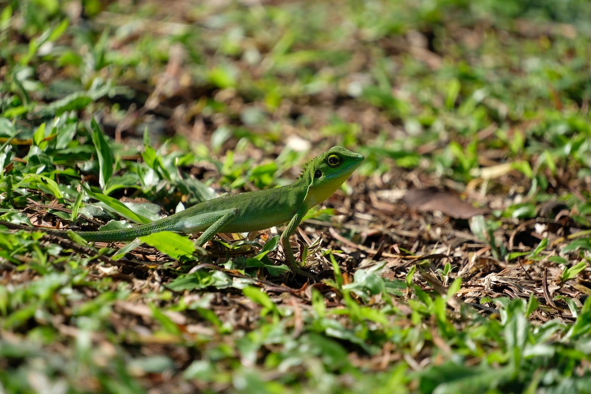 Green Crested Lizard - ML646956618