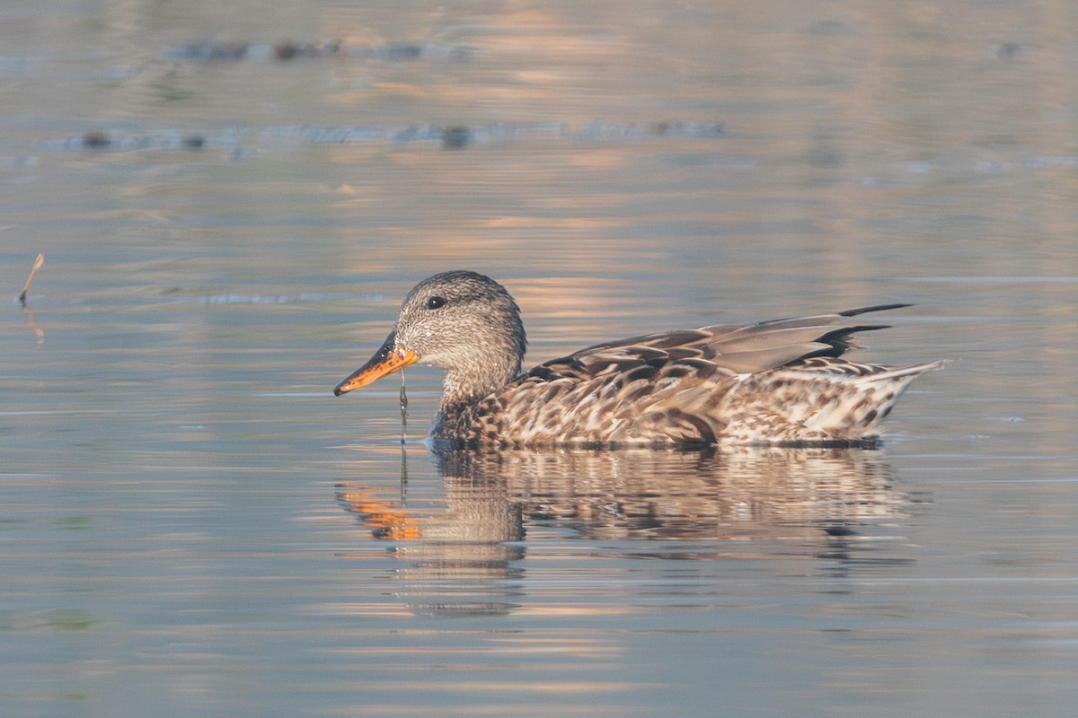 Ipar-ahatea - ML646956621