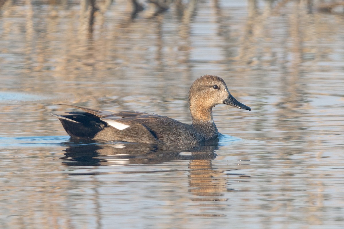 Ipar-ahatea - ML646956622