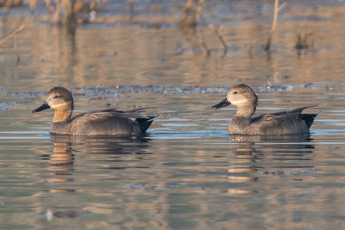 Ipar-ahatea - ML646956623