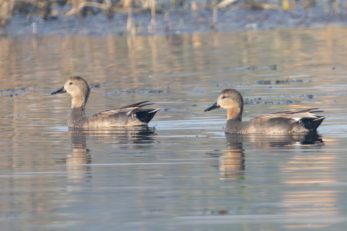 Ipar-ahatea - ML646956624