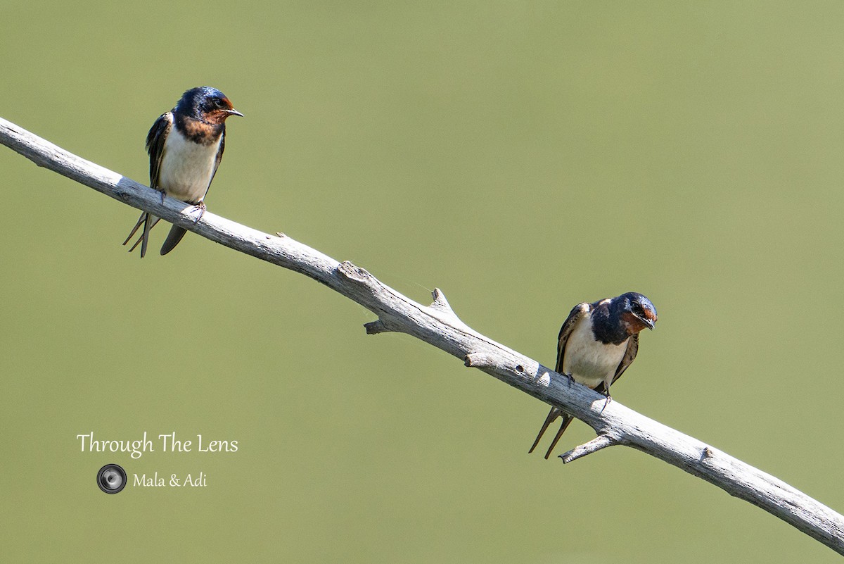 Enara arrunta - ML646956625