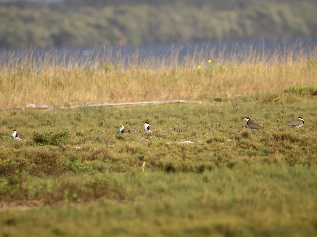 Hegabera maskaraduna - ML646956627