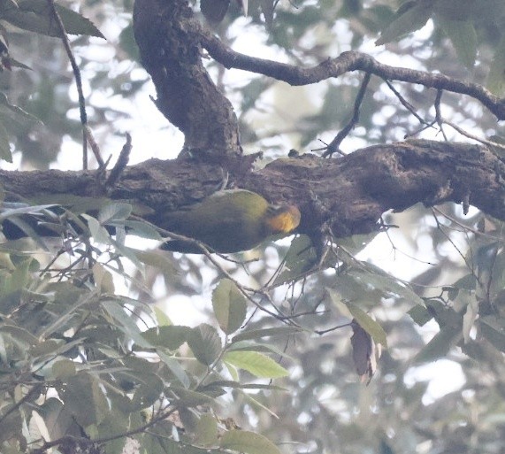 Greater Yellownape - ML646956628