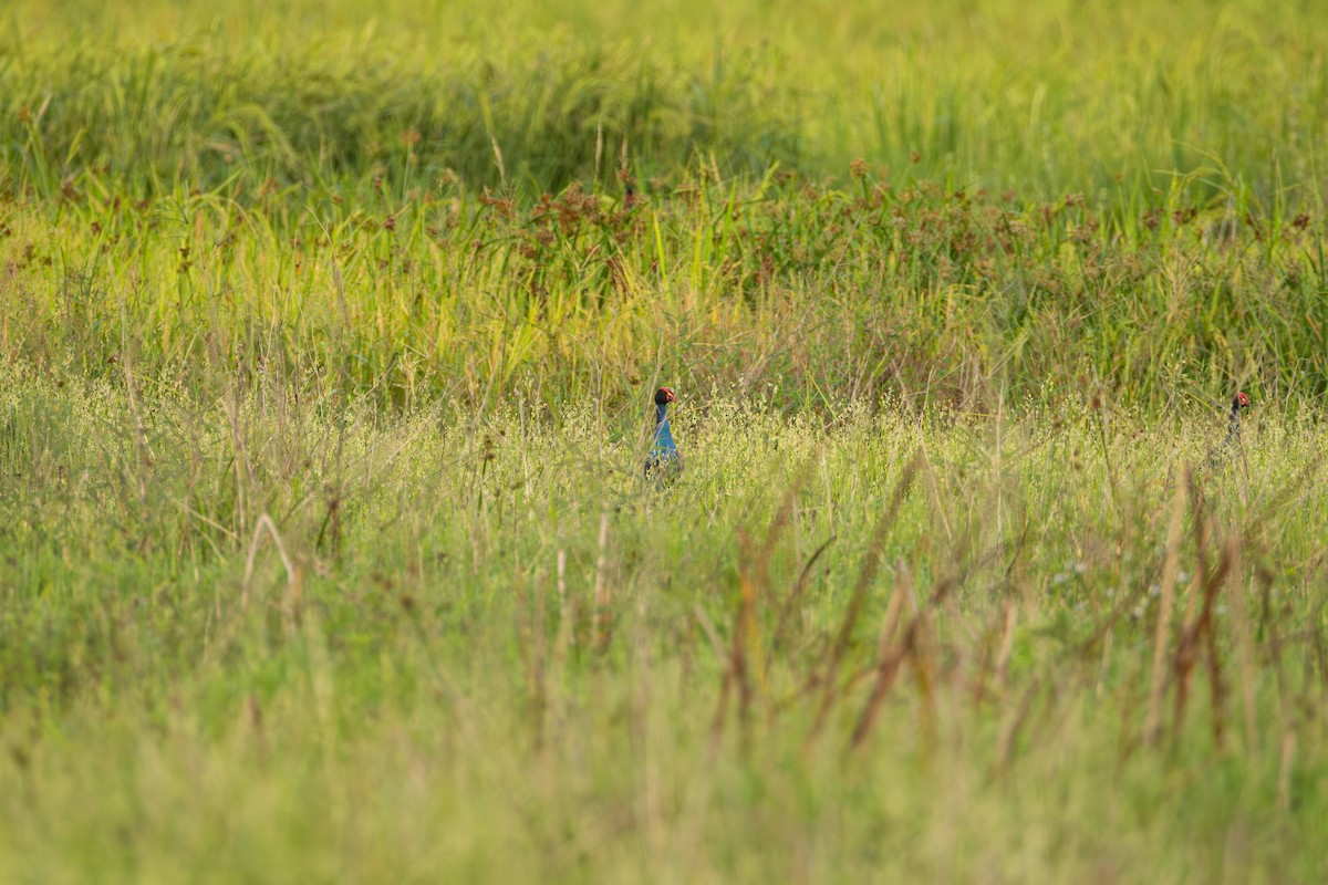 Black-backed Swamphen - ML646956629