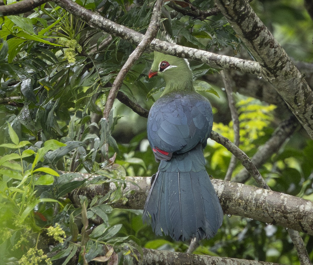 Livingstone's Turaco - ML646956630