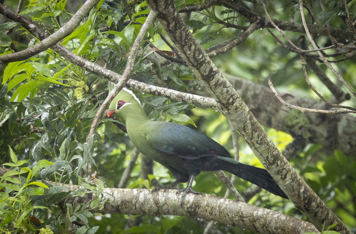 Livingstone's Turaco - ML646956631