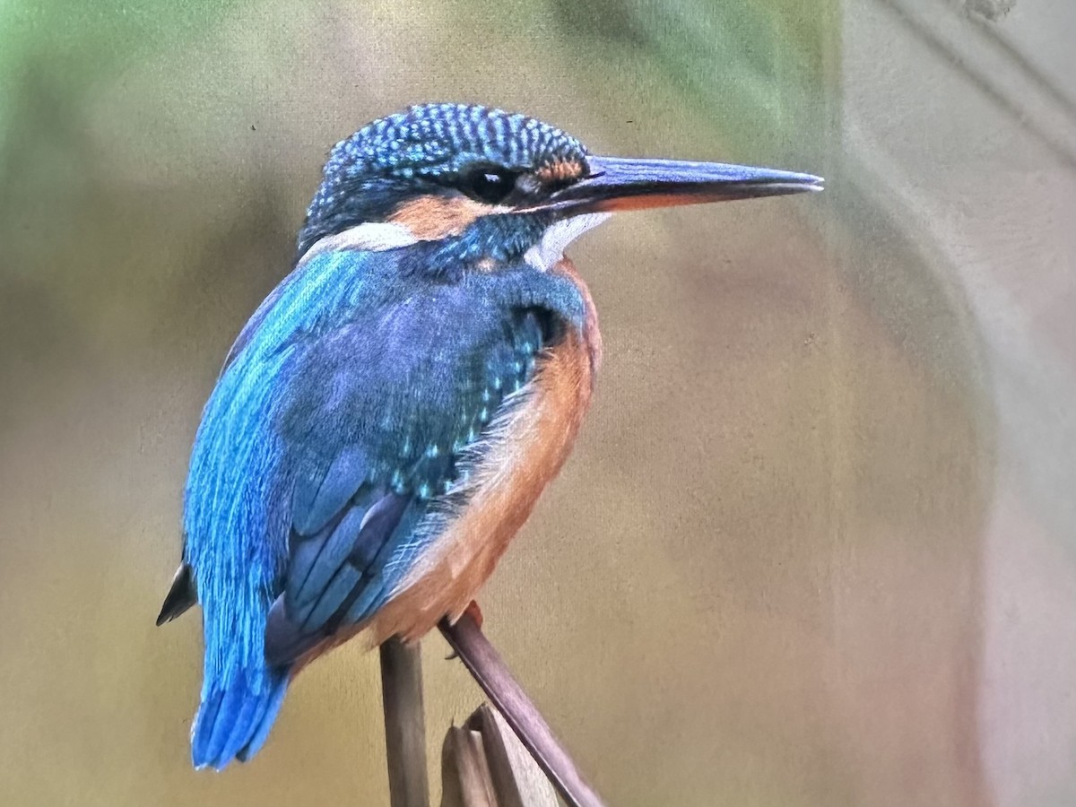 Martin arrantzalea - ML646956633