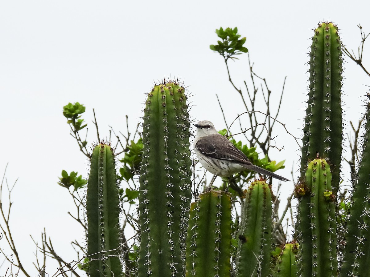 Tropical Mockingbird - ML646956634