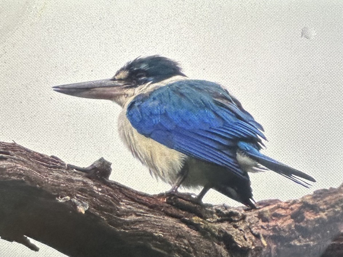 Collared Kingfisher - ML646956637