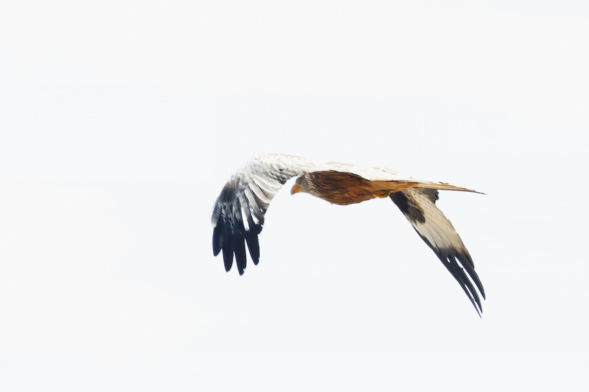 Miru gorria (milvus) - ML646956639